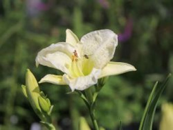 Taglilie &#8218;Arctic Snow&#8216;, Hemerocallis x cultorum &#8218;Arctic Snow&#8216;, Topfware