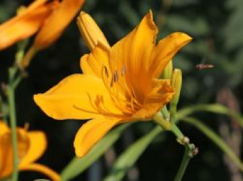 Taglilie &#8218;Aten&#8216;, Hemerocallis x cultorum &#8218;Aten&#8216;, Topfware