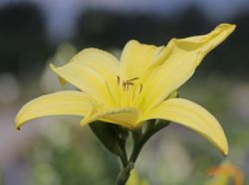 Taglilie 'Atlas', Hemerocallis x cultorum 'Atlas', Topfware