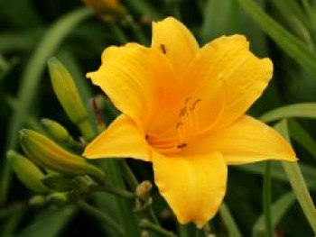 Taglilie 'Bitsy', Hemerocallis x cultorum 'Bitsy', Topfware