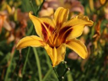 Taglilie 'Bonanza', Hemerocallis x cultorum 'Bonanza', Topfware XL