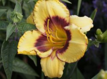 Taglilie 'Calico Jack', Hemerocallis x cultorum 'Calico Jack', Topfware XL
