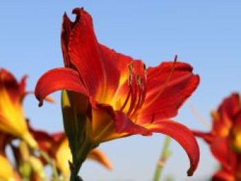 Taglilie 'Campfire Embers', Hemerocallis x cultorum 'Campfire Embers', Topfware