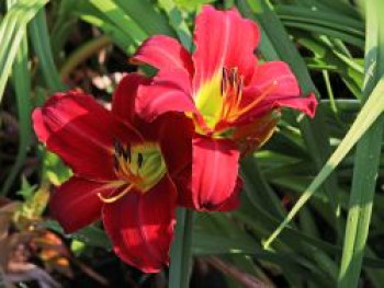 Taglilie &#8218;Chicago Apache&#8216;, Hemerocallis x cultorum &#8218;Chicago Apache&#8216;, Topfware