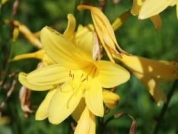 Taglilie &#8218;Corky&#8216;, Hemerocallis x cultorum &#8218;Corky&#8216;, Topfware