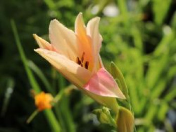 Taglilie &#8218;Crazy Lace, Hemerocallis x cultorum &#8218;Crazy Lace&#8216;, Topfware