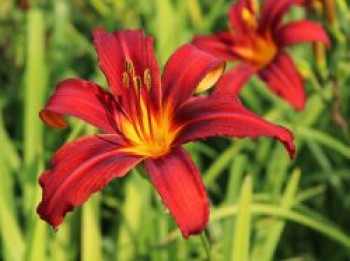 Taglilie &#8218;Crimson Pirate&#8216;, Hemerocallis x cultorum &#8218;Crimson Pirate&#8216;, Topfware