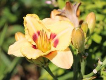 Taglilie 'Custard Candy', Hemerocallis x cultorum 'Custard Candy', Topfware