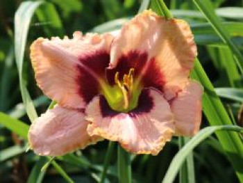 Taglilie &#8218;Daring Deception&#8216;, Hemerocallis x cultorum &#8218;Daring Deception&#8216;, Topfware