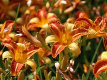 Taglilie &#8218;Frans Hals&#8216;, Hemerocallis x cultorum &#8218;Frans Hals&#8216;, Topfware