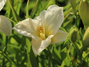 Taglilie &#8218;Gentle Shepherd&#8216;, Hemerocallis x cultorum &#8218;Gentle Shepherd&#8216;, Topfware