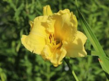 Taglilie &#8218;Girl Scout&#8216;, Hemerocallis x cultorum &#8218;Girl Scout&#8216;, Topfware