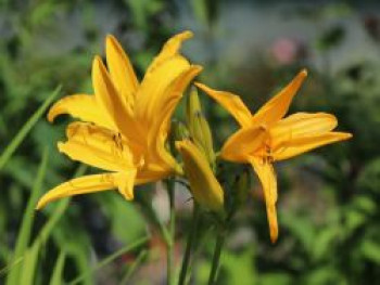 Taglilie &#8218;Golden Scepter&#8216;, Hemerocallis x cultorum &#8218;Golden Scepter&#8216;, Topfware