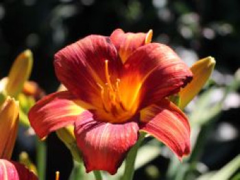 Taglilie 'Holiday Delight', Hemerocallis x cultorum 'Holiday Delight', Topfware XL