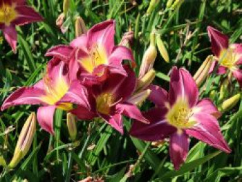 Taglilie &#8218;Lavender Deal&#8216;, Hemerocallis x cultorum &#8218;Lavender Deal&#8216;, Topfware