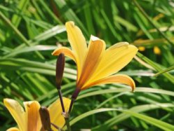 Taglilie, Hemerocallis dumortieri, Topfware