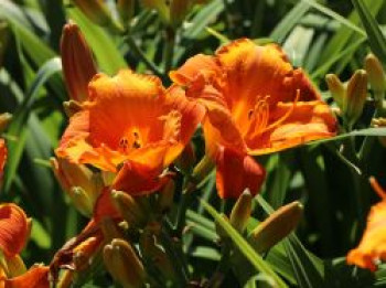 Taglilie &#8218;Mauna Loa&#8216;, Hemerocallis x cultorum &#8218;Mauna Loa&#8216;, Topfware