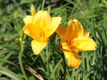 Taglilie &#8218;Mini Stella&#8216;, Hemerocallis x cultorum &#8218;Mini Stella&#8216;, Topfware