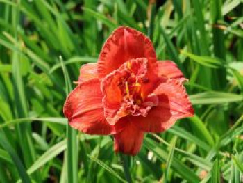 Taglilie &#8218;Moses Fire&#8216;, Hemerocallis x cultorum &#8218;Moses Fire&#8216;, Topfware