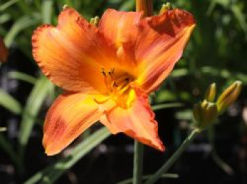 Taglilie 'My Reggae Tiger', Hemerocallis x cultorum 'My Reggae Tiger', Topfware