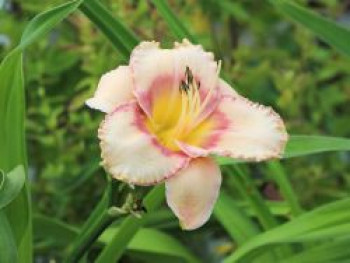 Taglilie &#8218;New Quest&#8216;, Hemerocallis x cultorum &#8218;New Quest&#8216;, Topfware