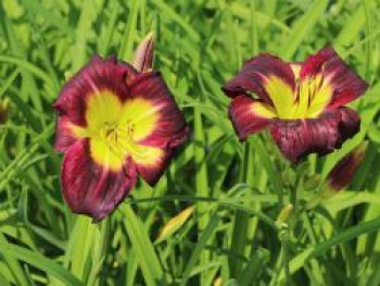 Taglilie &#8218;Night Beacon&#8216;, Hemerocallis x cultorum &#8218;Night Beacon&#8216;, Topfware