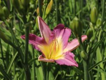 Taglilie &#8218;Nile Crane&#8216;, Hemerocallis x cultorum &#8218;Nile Crane&#8216;, Topfware