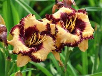 Taglilie 'Open My Eyes', Hemerocallis 'Open My Eyes', Topfware XL