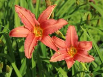 Taglilie &#8218;Pink Damask&#8216;, Hemerocallis x cultorum &#8218;Pink Damask&#8216;, Topfware