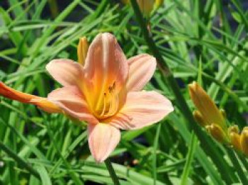 Taglilie 'Prairie Bells', Hemerocallis x cultorum 'Prairie Bells', Topfware