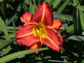 Taglilie 'Red Rum', Hemerocallis x cultorum 'Red Rum', Topfware