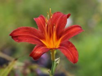 Taglilie &#8218;Sammy Russel&#8216;, Hemerocallis x cultorum &#8218;Sammy Russel&#8216;, Topfware