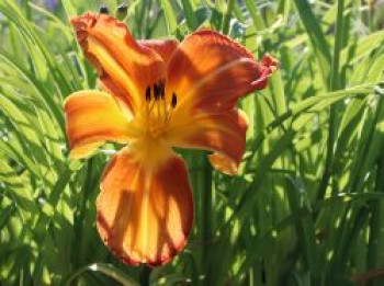 Taglilie &#8218;Shola&#8216;, Hemerocallis x cultorum &#8218;Shola&#8216;, Topfware