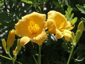 Taglilie 'Stella de Oro', Hemerocallis x cultorum 'Stella de Oro', Containerware