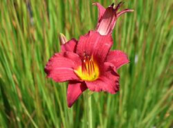 Taglilie &#8218;Stella in Red&#8216;, Hemerocallis x cultorum &#8218;Stella in Red&#8216;, Topfware