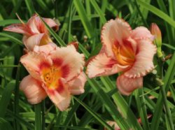 Taglilie &#8218;Strawberry Candy&#8216;, Hemerocallis x cultorum &#8218;Strawberry Candy&#8216;, Topfware