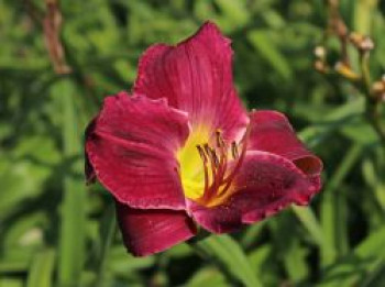 Taglilie &#8218;Strutter&#8217;s Ball&#8216;, Hemerocallis x cultorum &#8218;Strutter&#8217;s Ball&#8216;, Topfware