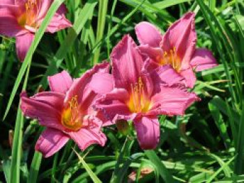 Taglilie &#8218;Summer Wine&#8216;, Hemerocallis x cultorum &#8218;Summer Wine&#8216;, Topfware