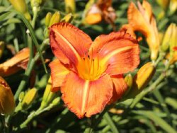 Taglilie &#8218;Tuscawilla Tigress&#8216;, Hemerocallis x cultorum &#8218;Tuscawilla Tigress&#8216;, Topfware