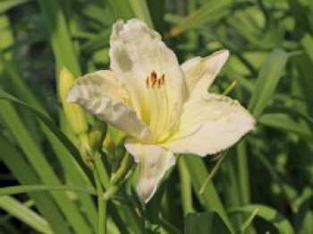 Taglilie &#8218;White Temptation&#8216;, Hemerocallis x cultorum &#8218;White Temptation&#8216;, Topfware