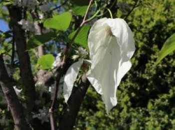 Taschentuchbaum / Frühblühender Taubenbaum 'Sonoma', 30-40 cm, Davidia involucrata 'Sonoma', Containerware