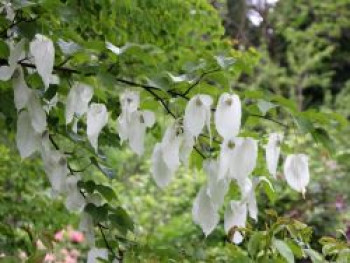 Taschentuchbaum / Taubenbaum, 60-80 cm, Davidia involucrata var. vilmoriniana, Containerware