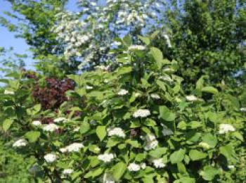 Tatarischer Hartriegel / Weißer Hartriegel, 60-100 cm, Cornus alba, Containerware