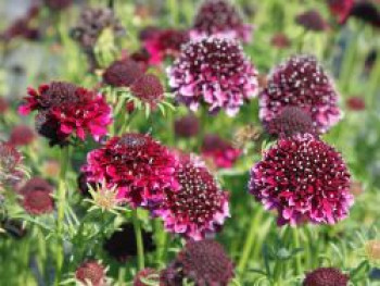 Samt-Skabiose 'Barocca' / Samt-Grindkraut 'Barocca', Scabiosa atropurpurea 'Barocca', Topfware