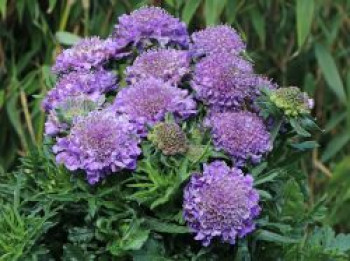 Tauben-Skabiose &#8218;Butterfly Blue&#8216;, Scabiosa columbaria &#8218;Butterfly Blue&#8216;, Topfware