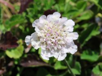 Tauben-Skabiose 'Kudo White', Scabiosa columbaria 'Kudo White', Topfware