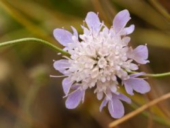 Tauben-Skabiose, Scabiosa columbaria, Topfware