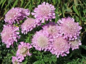 Tauben-Skabiose &#8218;Pink Mist&#8216;, Scabiosa columbaria &#8218;Pink Mist&#8216;, Containerware