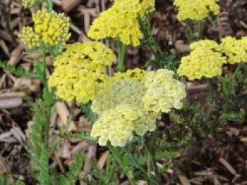 Taygetos-Garbe, Achillea x taygetea, Topfware