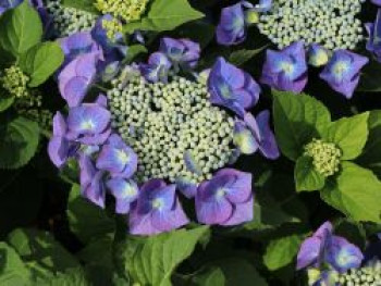 Tellerhortensie &#8218;Blaumeise&#8216;, 30-40 cm, Hydrangea macrophylla &#8218;Blaumeise&#8216;, Containerware